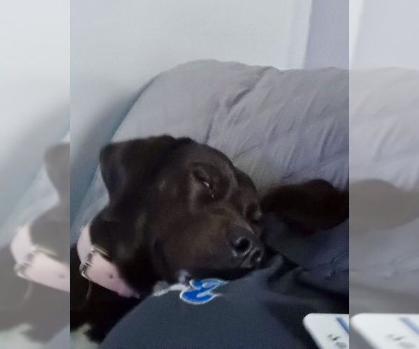 Medium Photo #7 Labrador Retriever-Unknown Mix Puppy For Sale in Brewster, NY, USA