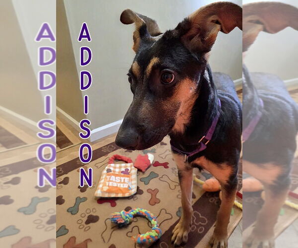 Medium Photo #1 German Shepherd Dog Puppy For Sale in Port Clinton, OH, USA