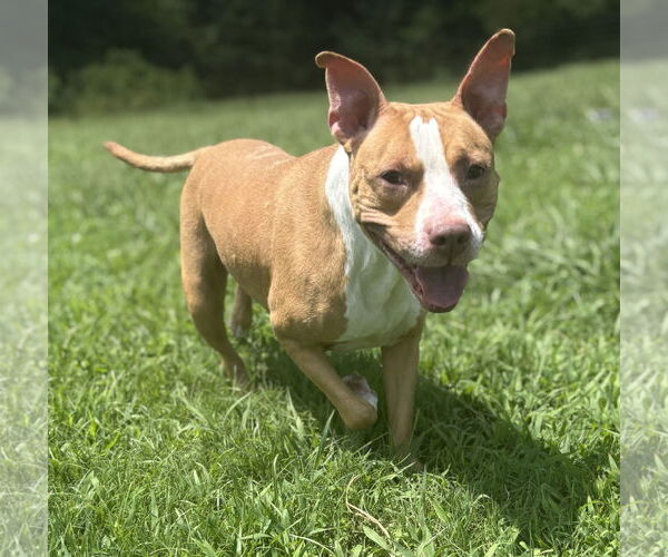 Medium Photo #1 American Pit Bull Terrier-Unknown Mix Puppy For Sale in Virginia Beach, VA, USA