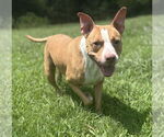 Small American Pit Bull Terrier Mix
