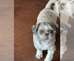 Small #2 Shih Tzu