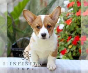 Pembroke Welsh Corgi Puppy for sale in EAST EARL, PA, USA