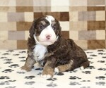 Small #3 Bernedoodle (Miniature)