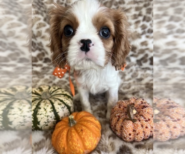 Medium Photo #6 Cavalier King Charles Spaniel Puppy For Sale in ABILENE, TX, USA