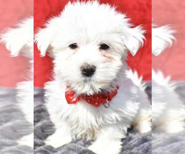 Medium Photo #1 Maltese Puppy For Sale in LOWELL, MA, USA