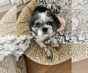 Princess - Female Shih Tzu Dog for Adoption - Photo #3