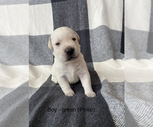 Labrador Retriever Puppy for sale in LYNDEN, WA, USA