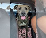 Small #1 Bullboxer Pit