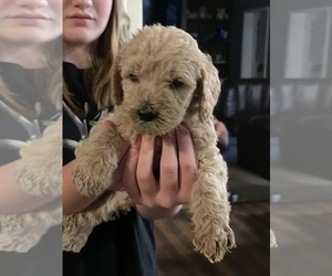 Double Doodle Puppy for sale in STATESVILLE, NC, USA