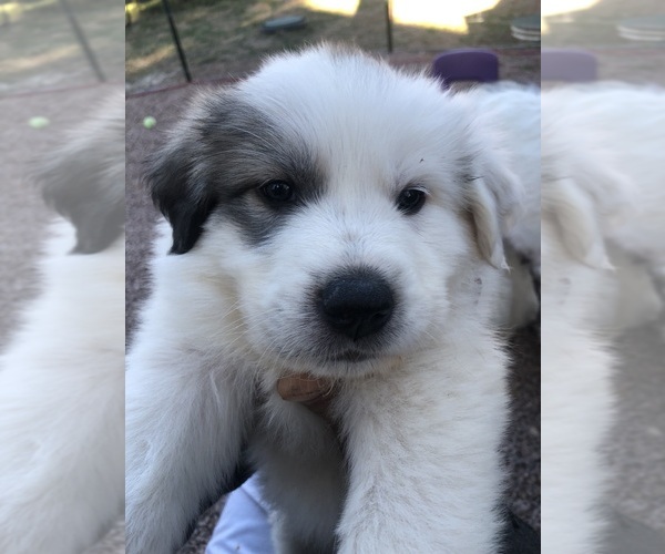 Medium Photo #1 Great Pyrenees Puppy For Sale in WOODLAND PARK, CO, USA