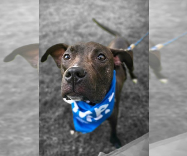 Medium Photo #3 American Pit Bull Terrier-Unknown Mix Puppy For Sale in Germantown, OH, USA