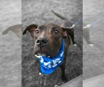 Small #2 American Pit Bull Terrier Mix