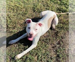 American Pit Bull Terrier Dogs for adoption in Aurora, CO, USA