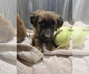 Mutt Dogs for adoption in San Antonio, TX, USA