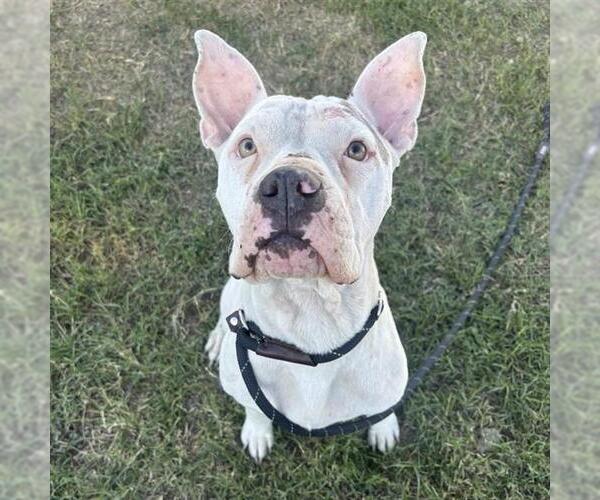 Medium Photo #1 American Staffordshire Terrier-Unknown Mix Puppy For Sale in San Antonio, TX, USA