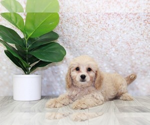 Cavapoo Puppy for sale in MARIETTA, GA, USA