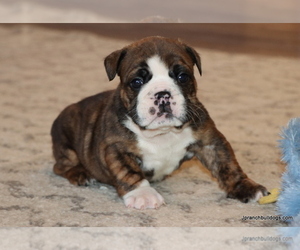 Bulldog Puppy for Sale in WINNSBORO, Texas USA