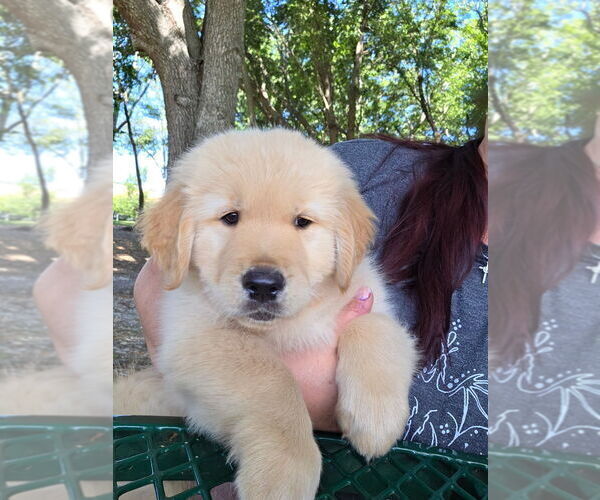 Medium Photo #2 Golden Retriever Puppy For Sale in PLANT CITY, FL, USA