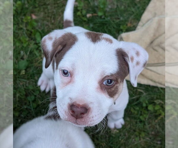 Medium Photo #6 Staffordshire Bull Terrier-Unknown Mix Puppy For Sale in Brooklyn Center, MN, USA