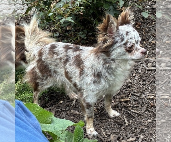 Medium Photo #1 Chihuahua Puppy For Sale in NEWVILLE, PA, USA