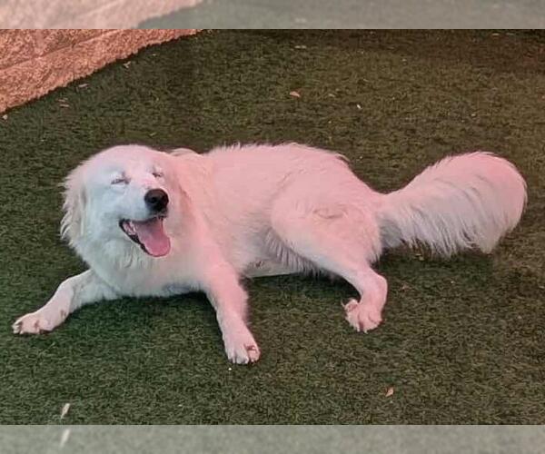 Medium Photo #8 Labrenees Puppy For Sale in Rockwall, TX, USA