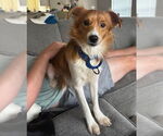 Small #2 Mutt
