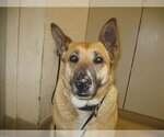 Small Photo #3 German Shepherd Dog-Unknown Mix Puppy For Sale in Petaluma, CA, USA