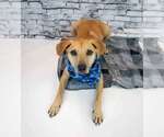 Small #4 Labrador Retriever Mix