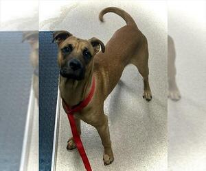 Black Mouth Cur Dogs for adoption in Newton, NC, USA