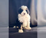 Small #1 Bernedoodle (Miniature)