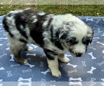 Small #3 Australian Shepherd
