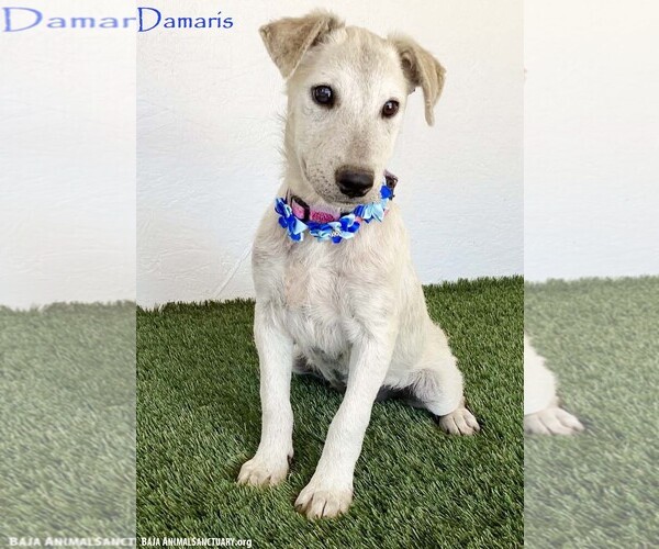 Medium Photo #1 Jack Russell Terrier-Unknown Mix Puppy For Sale in San Diego, CA, USA