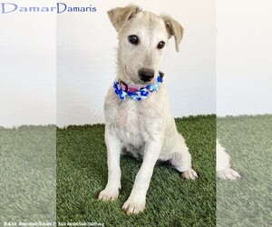 Jack Russell Terrier-Unknown Mix Dogs for adoption in San Diego, CA, USA