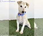 Small Jack Russell Terrier Mix