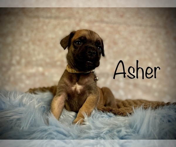 Medium Photo #3 Cane Corso Puppy For Sale in SPRING, TX, USA