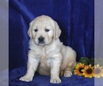 Small Photo #4 English Cream Golden Retriever Puppy For Sale in MYERSTOWN, PA, USA