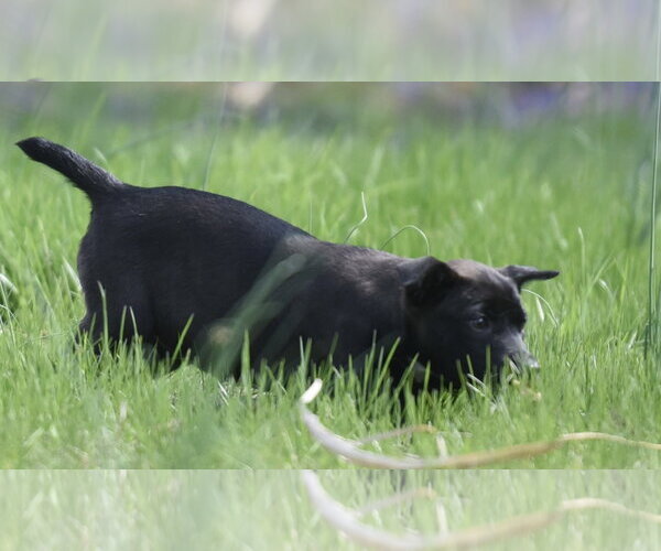 Medium Photo #3 Australian Shepherd-Chihuahua Mix Puppy For Sale in Mechanicsburg, PA, USA