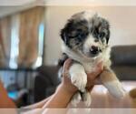 Small Photo #2 Australian Shepherd Puppy For Sale in HANOVER PARK, IL, USA