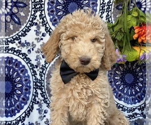 Poodle (Standard) Puppy for sale in LANCASTER, PA, USA