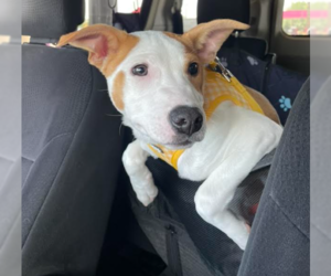 Declan - Male Mutt Dog for Adoption - Photo #2