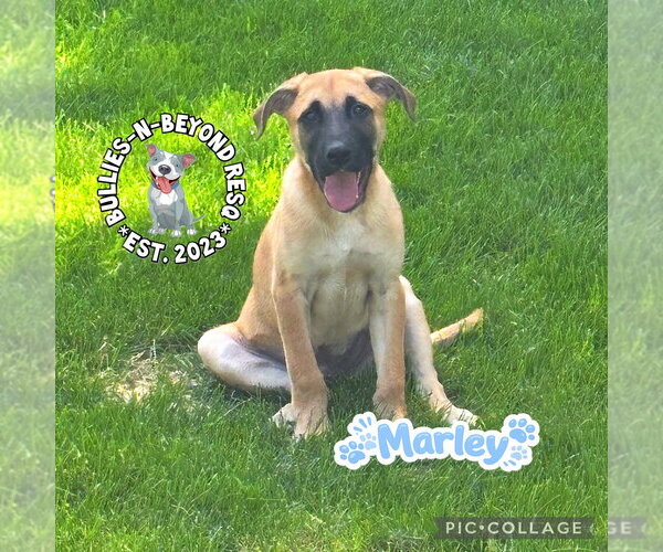 Medium Photo #7 Mutt Puppy For Sale in Omaha, NE, USA