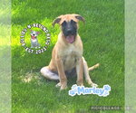 Small #6 Mutt