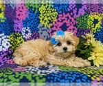 Small Photo #7 Maltipoo Puppy For Sale in ATGLEN, PA, USA