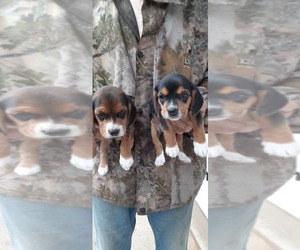 Beagle Puppy for sale in COLEMAN, WI, USA