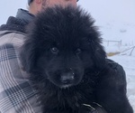Small #10 Great Pyrenees-Newfoundland Mix