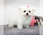 Small #3 Maltese