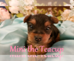 Small Photo #22 Yorkshire Terrier Puppy For Sale in ARLINGTON, TX, USA