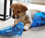 Small Photo #3 Pembroke Welsh Corgi Puppy For Sale in AUSTELL, GA, USA