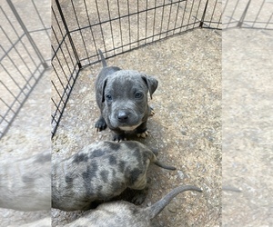 American Pit Bull Terrier-Staffordshire Bull Terrier Mix Puppy for sale in STOCKBRIDGE, GA, USA