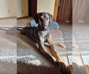 Doberman Pinscher-Unknown Mix Dogs for adoption in Buffalo, MN, USA